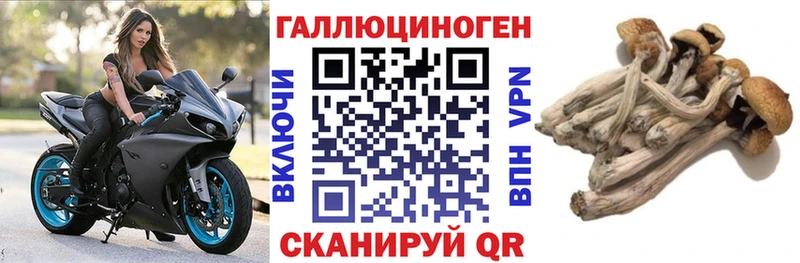 как найти   Олонец  Галлюциногенные грибы Cubensis 
